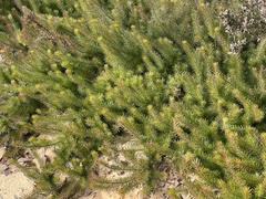 Persoonia chamaepitys