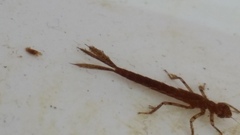 Xanthocnemis