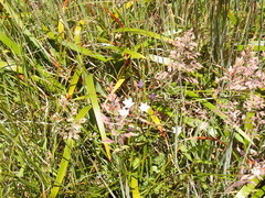 Triteleia peduncularis