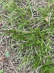 Carex pediformis