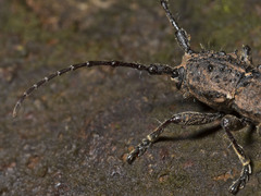 Dorcadida bilocularis