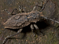 Dorcadida bilocularis