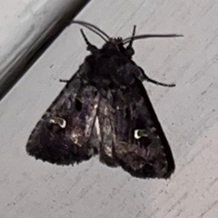 Lacinipolia renigera