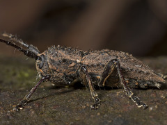 Dorcadida bilocularis