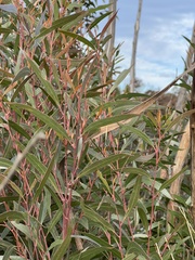 Eucalyptus stricta