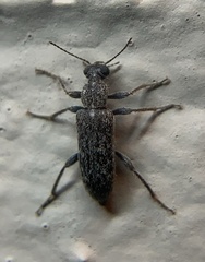 Eurygeniinae