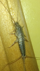 Ctenolepisma lineatum