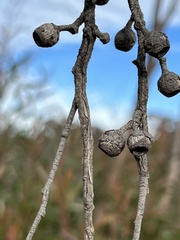 Eucalyptus stricta