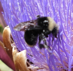 Bombus vosnesenskii