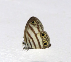 Euptychia jesia