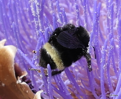 Bombus vosnesenskii