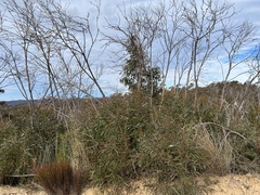 Eucalyptus stricta