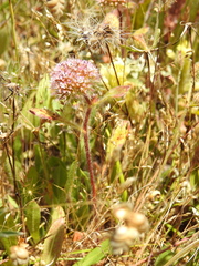 Chorizanthe valida