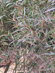 Eucalyptus stricta