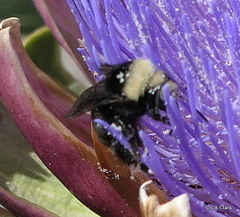 Bombus vosnesenskii