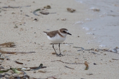 Charadrius javanicus