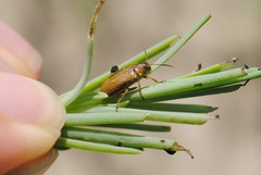 Galerucella calmariensis