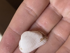 Fugleria illota