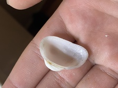 Fugleria illota