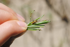 Galerucella calmariensis