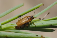 Galerucella calmariensis