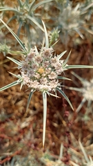 Exoacantha heterophylla
