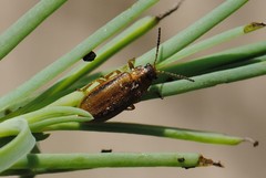 Galerucella calmariensis