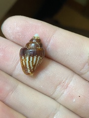 Columbella strombiformis