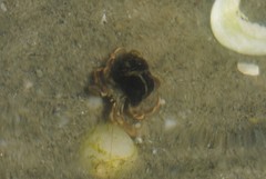 Pagurus longicarpus