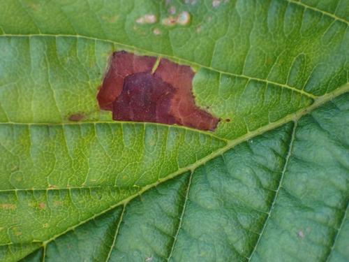 Aesculus leaf blotch