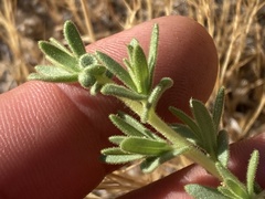 Deinandra floribunda