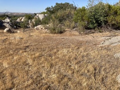 Deinandra floribunda