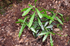 Daphne arisanensis
