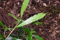 Daphne arisanensis