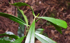 Daphne arisanensis
