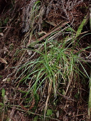 Carex orthostemon