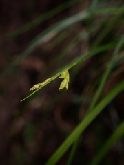 Carex orthostemon