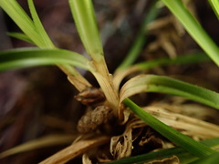 Carex orthostemon