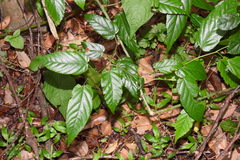 Rubus kawakamii