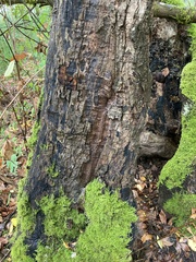 Acer macrophyllum