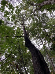 Acer macrophyllum