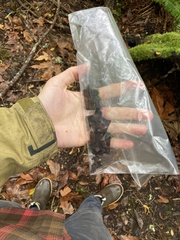Acer macrophyllum
