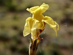 Goodenia fascicularis