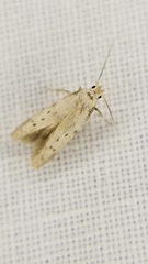 Mesophleps adustipennis