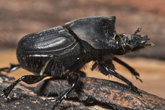 Onthophagus binodis