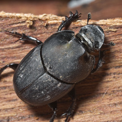 Onthophagus binodis