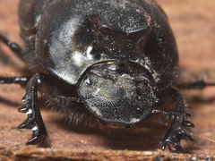 Onthophagus binodis