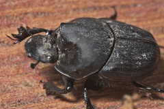 Onthophagus binodis
