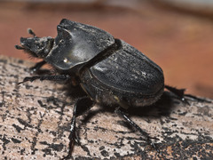 Onthophagus binodis