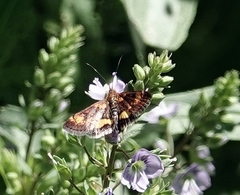 Pyrausta orphisalis